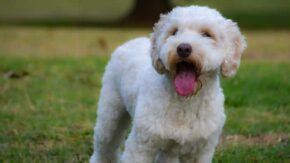 Top 6 Labradoodle Rescues In Michigan – Puppies For Adoption