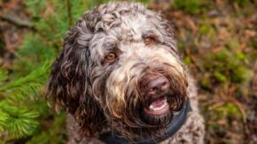 Top 5 Labradoodle Rescues In Indiana – Puppies For Adoption 