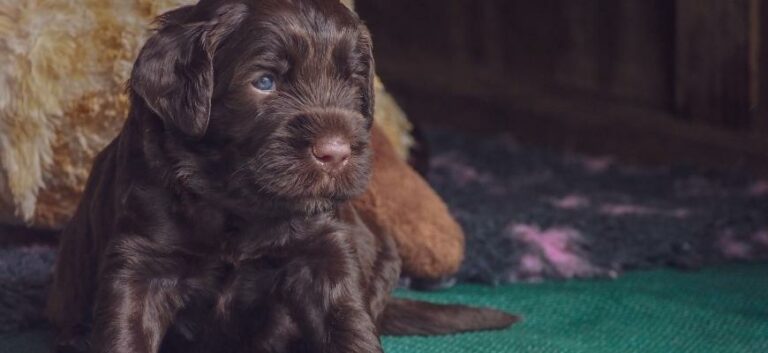 cute and tiny Labradoodle Puppy