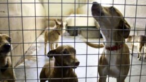 Are Kennels Bad for Dogs? The Pros and Cons