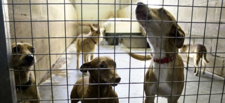 dogs inside a concrete kennel