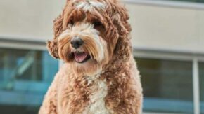Top 7 Labradoodle Breeders In New York – Puppies For Sale