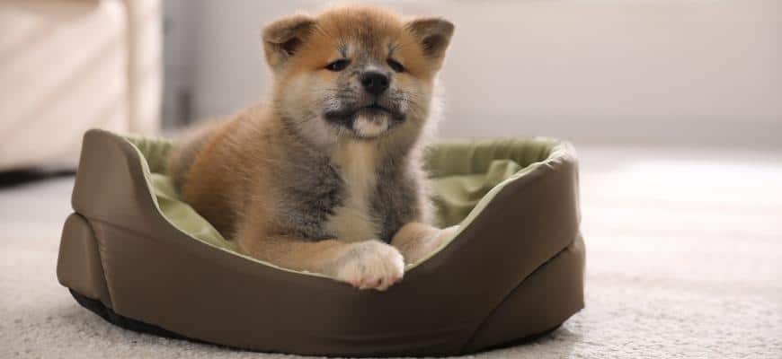 Adorable Akita Inu Puppy in Dog Bed Indoors