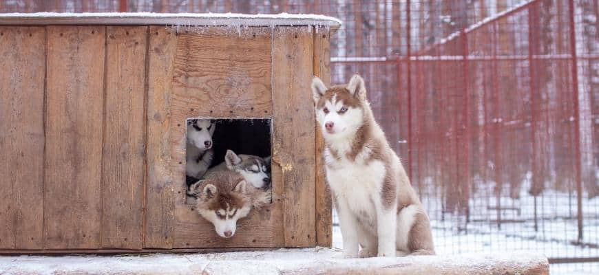 Beautiful Siberian Husky puppies in the kennel