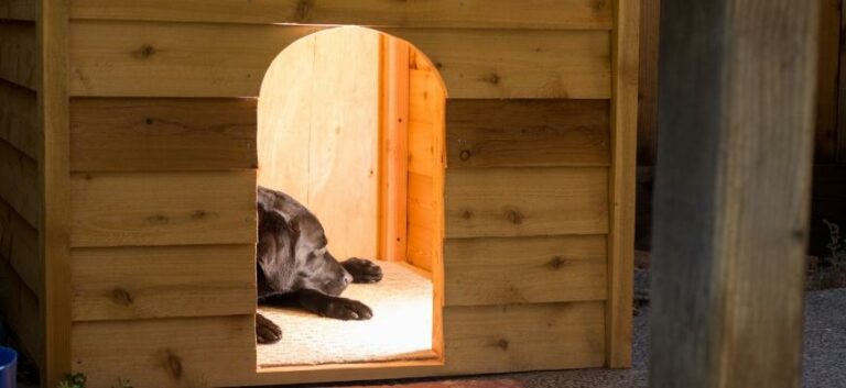 Black Labrador Retriver inside a dog house