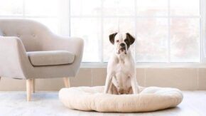 Best Washable Dog Beds: Reviews & Buyer’s Guide
