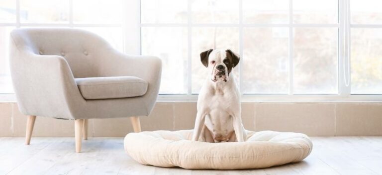 Bulldog sitting on a fluffy bed