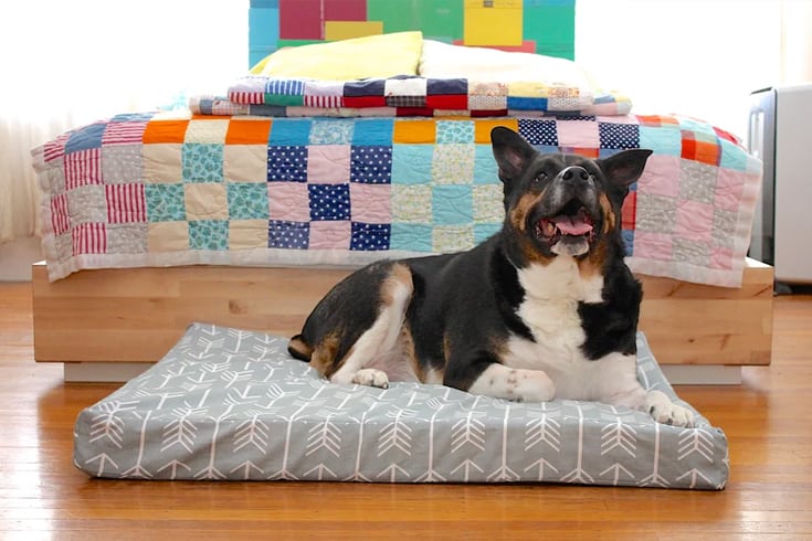 Custom Dog Bed