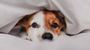 Why Do Dogs Scratch, Burrow & Dig At Their Beds