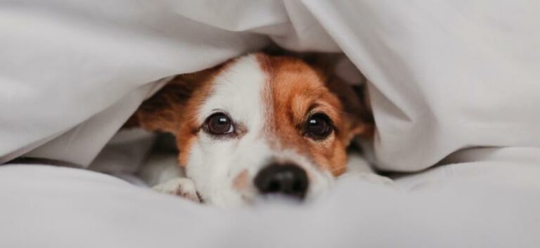 Cute Dog Covered in Bed