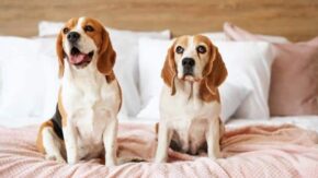 Why Does My Dog Poop On My Bed – Causes & Prevention