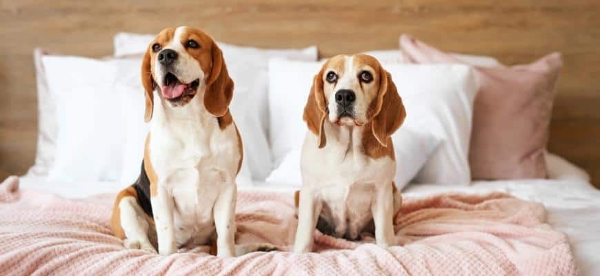 Cute Dogs on Bed at Home