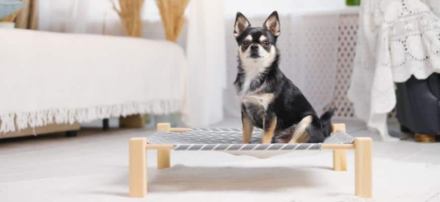 Cute Little Chihuahua on an elevated Dog Bed