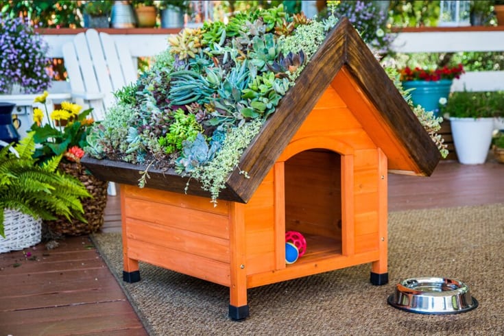DIY Living Roof Dog House