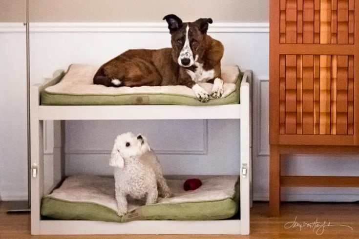 Dog Bunk Beds