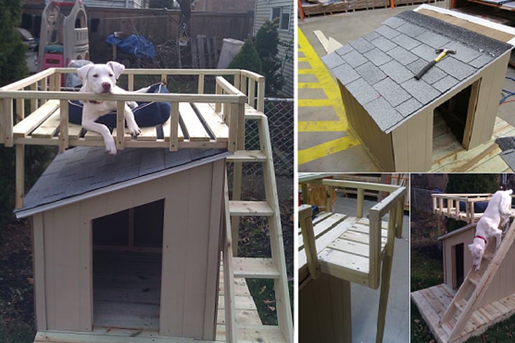 Dog House With Rooftop Deck
