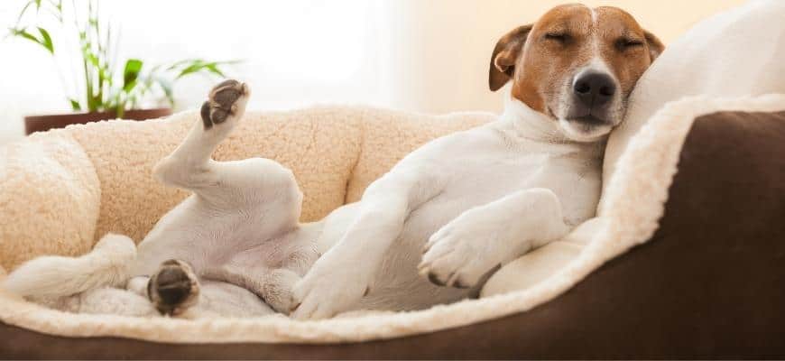 Dog napping on orthopedic bed