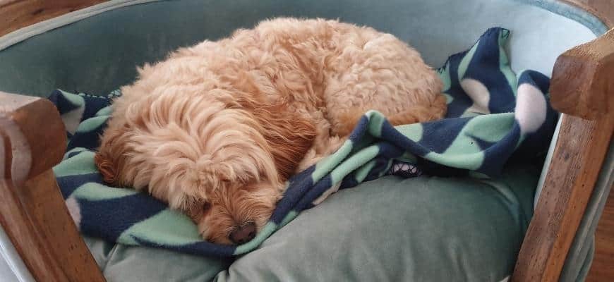 Dog sleeping in luxury bed
