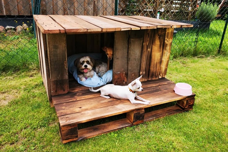 Doghouse with pallet wood