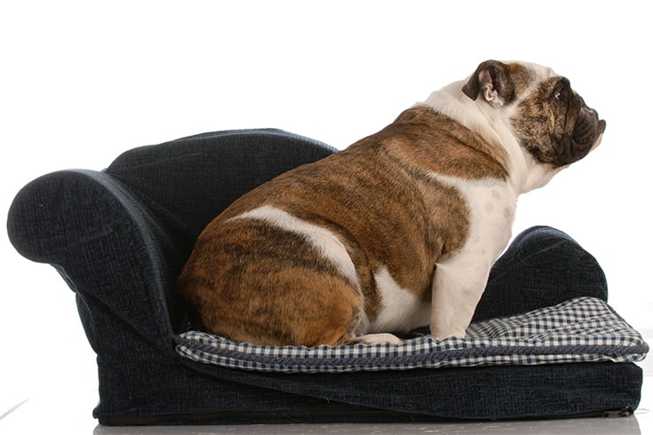 English Bulldog in Lounge Bed