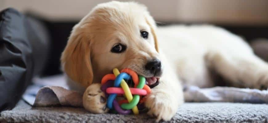 Golden Retriever Dog Puppy Playing with Toy