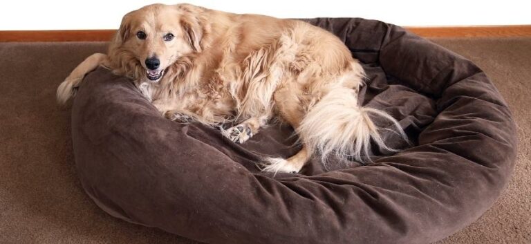 Golden Retriever in Comfy Dog Bed