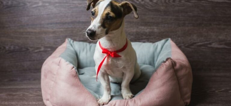 Jack Russell Terrier in lounger dog bed