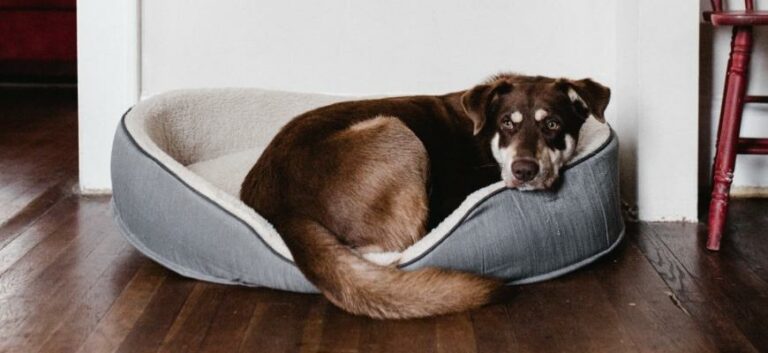 Large Dog Resting on Pet Bed
