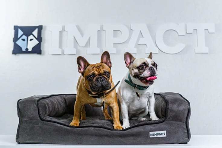 Orthopedic Dog Bed by Impact