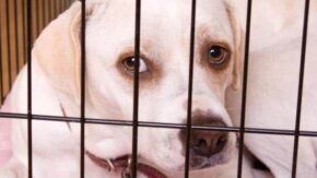 Dealing With Dog Separation Anxiety – Using Crates As A Safe Space