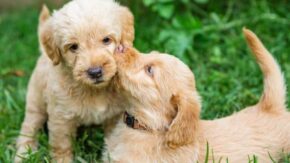 Labradoodle Puppy Schedule – Feeding, Socializing and Potty Training