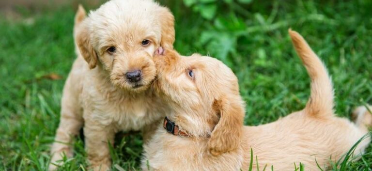 Two golden brown labradoodle puppies playing