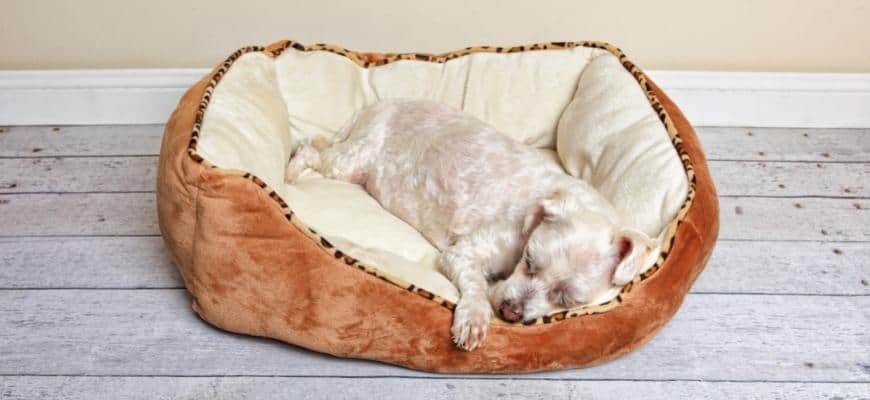 White Dog Sleeping in a Dog Bed