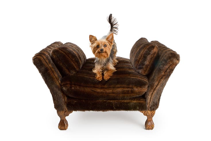 Yorkshire Terrier on a luxury fur chair