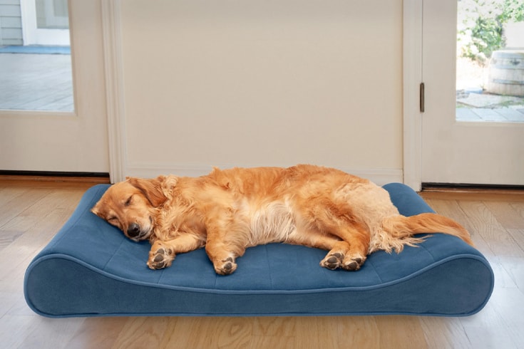 a dog sleeping on a FurHaven Microvelvet Pet Bed
