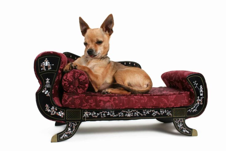 chihuahua resting on little sofa e1664346915585