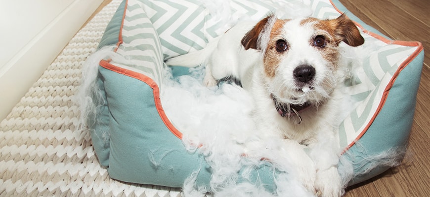 naughty dog destroyed its pet bed