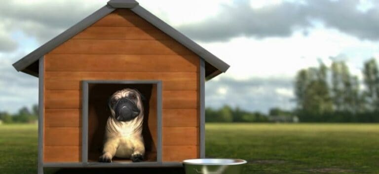 pug sitting inside a dog house