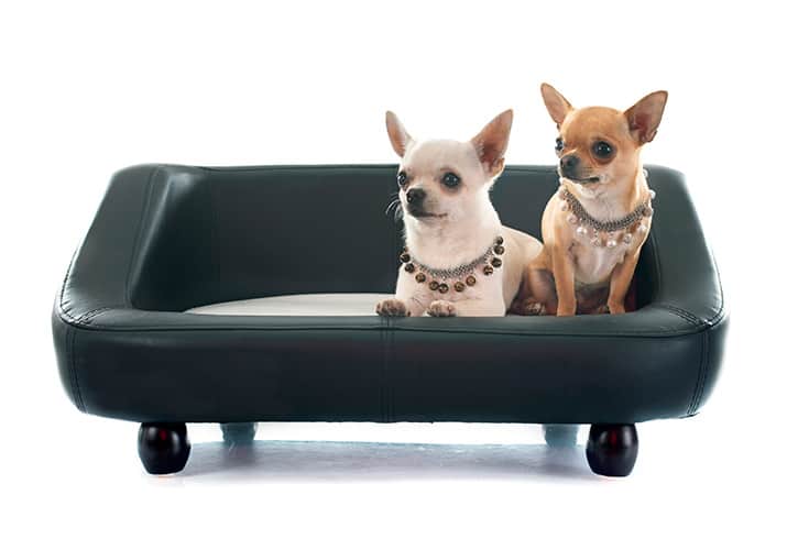 two chihuahua in a leather bed