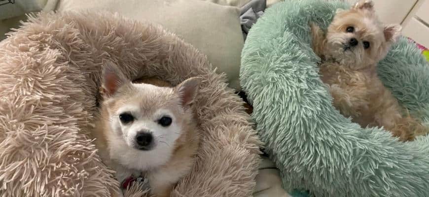 two small dogs lying on donut beds