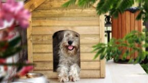 How To Keep A Doghouse Cool During The Warm Summer Weather