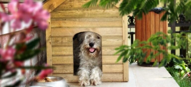 white dog inside a dog house