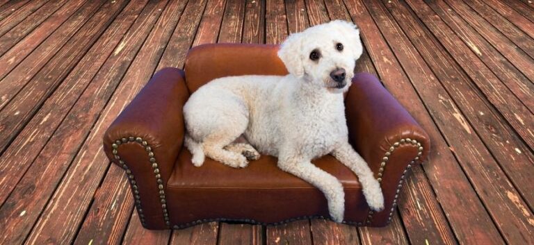 white dog sitting on a dog couch
