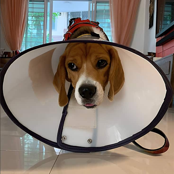 Anoushkas Beagle dog pet in his cone of shame