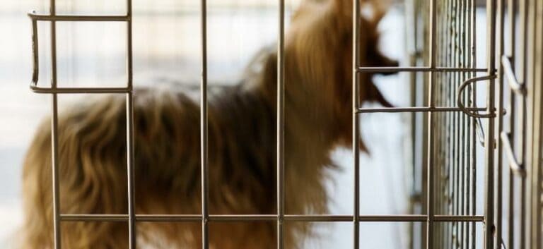 Blurred silhouette of dog behind bars of crate