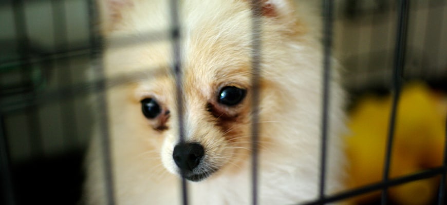 Cute Dog in crate shelter