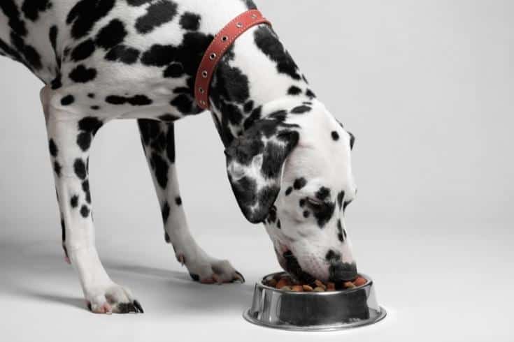Dalmatian Dog Eating