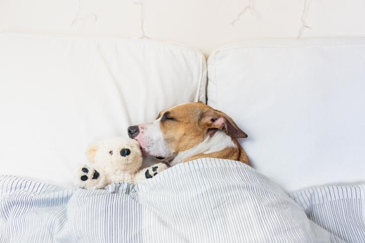 Dog Sleeping on Bed with Blanket and Stuffed Toy