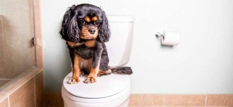 Dog in the toilet