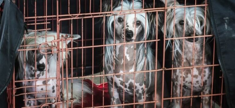 Dogs in a crate Chinese Crested